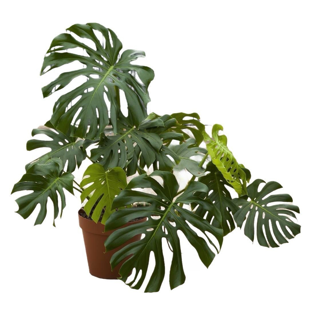 Monstera Deliciosa  XXL