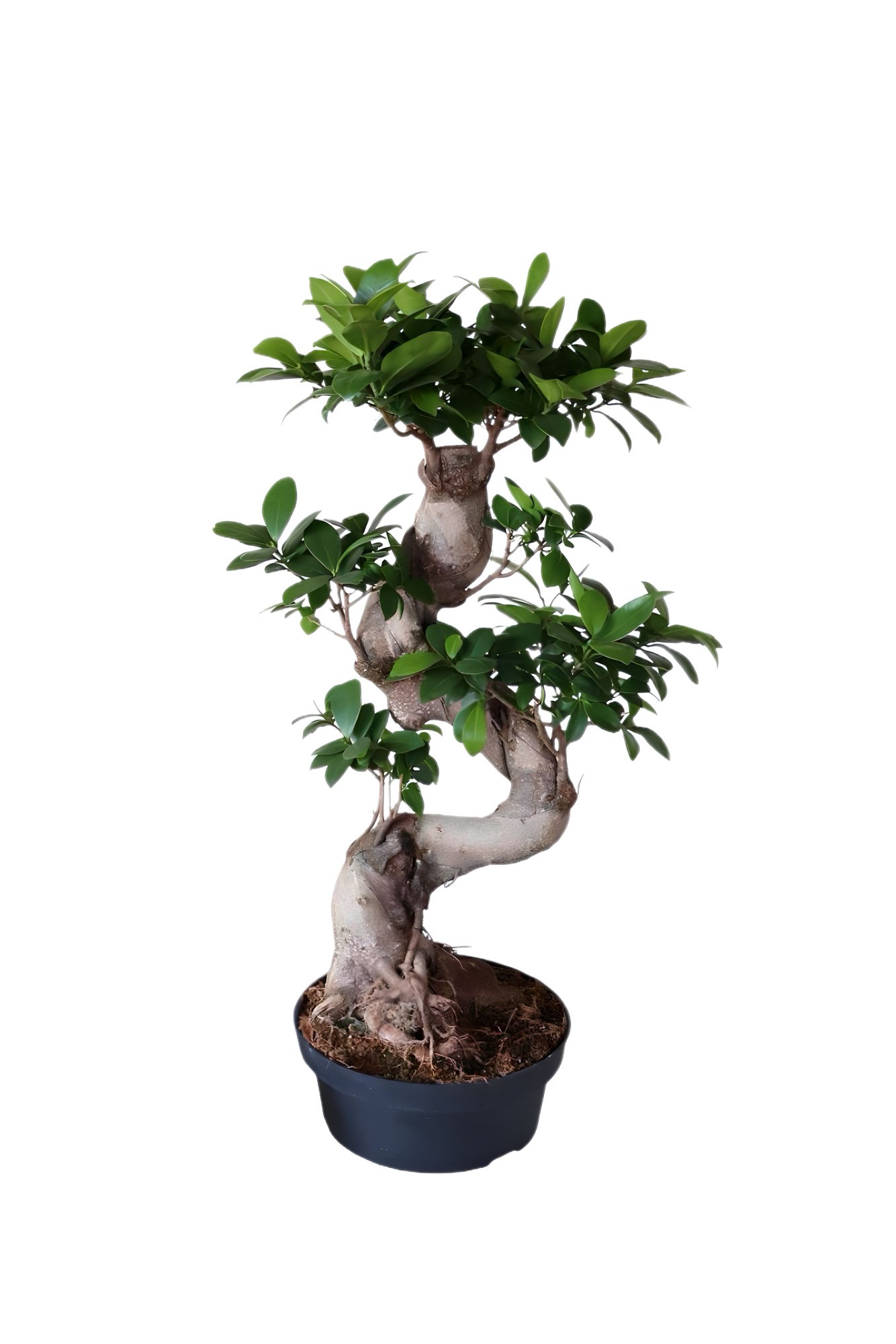 Bonsai 60 cm