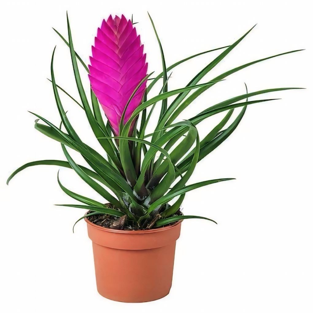 Tillandsia Cyanea (Vincent-Hava Bitkisi)