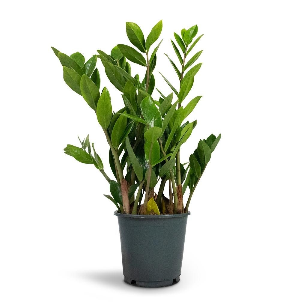 Zamia ( Zeze çiçeği ) 50-60 cm