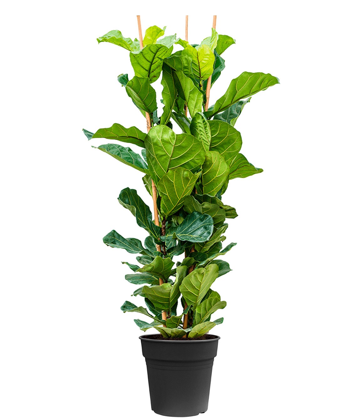 Ficus Lyrata çift kök 120-130 cm