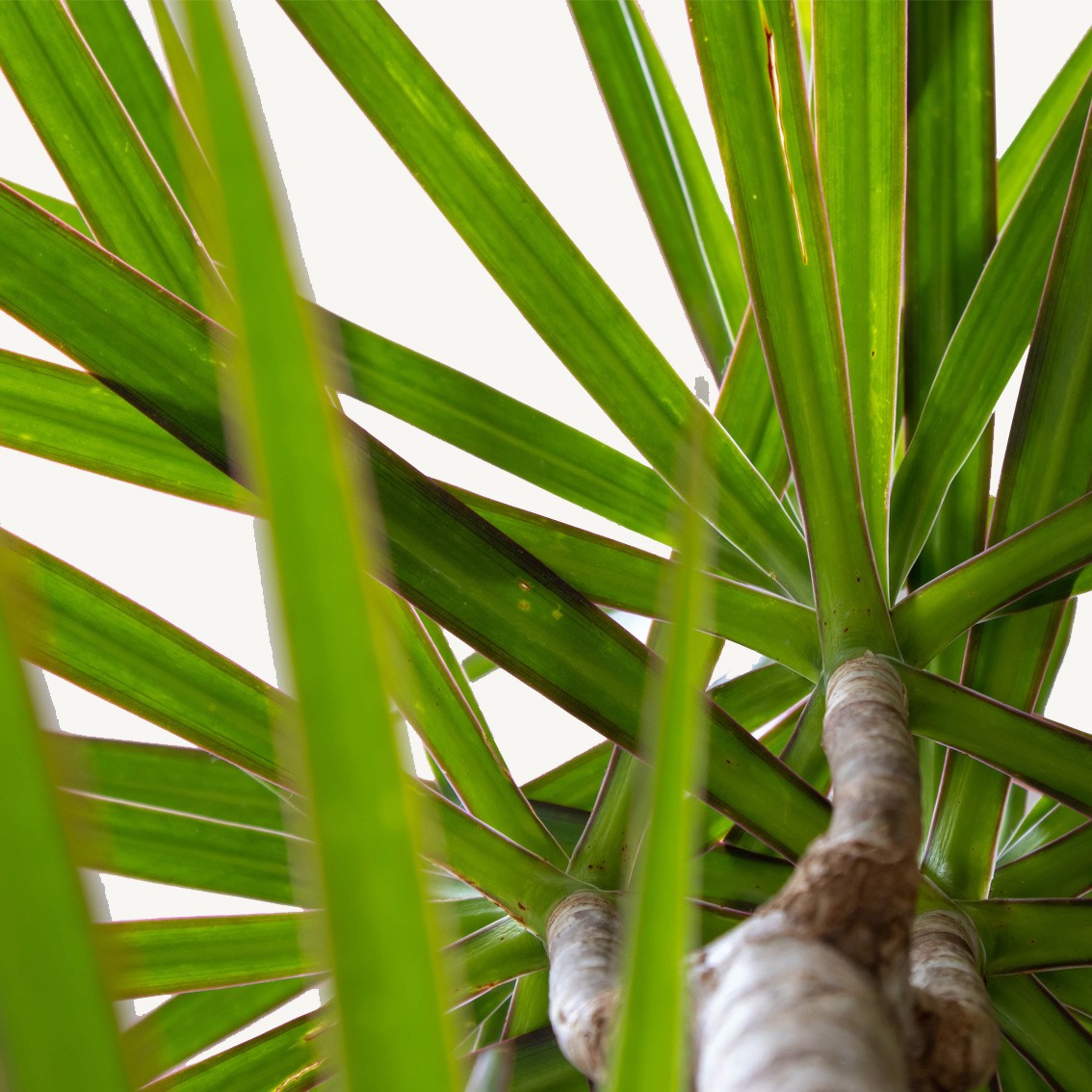 Dracaena Marginata 3 lü 120-130 cm