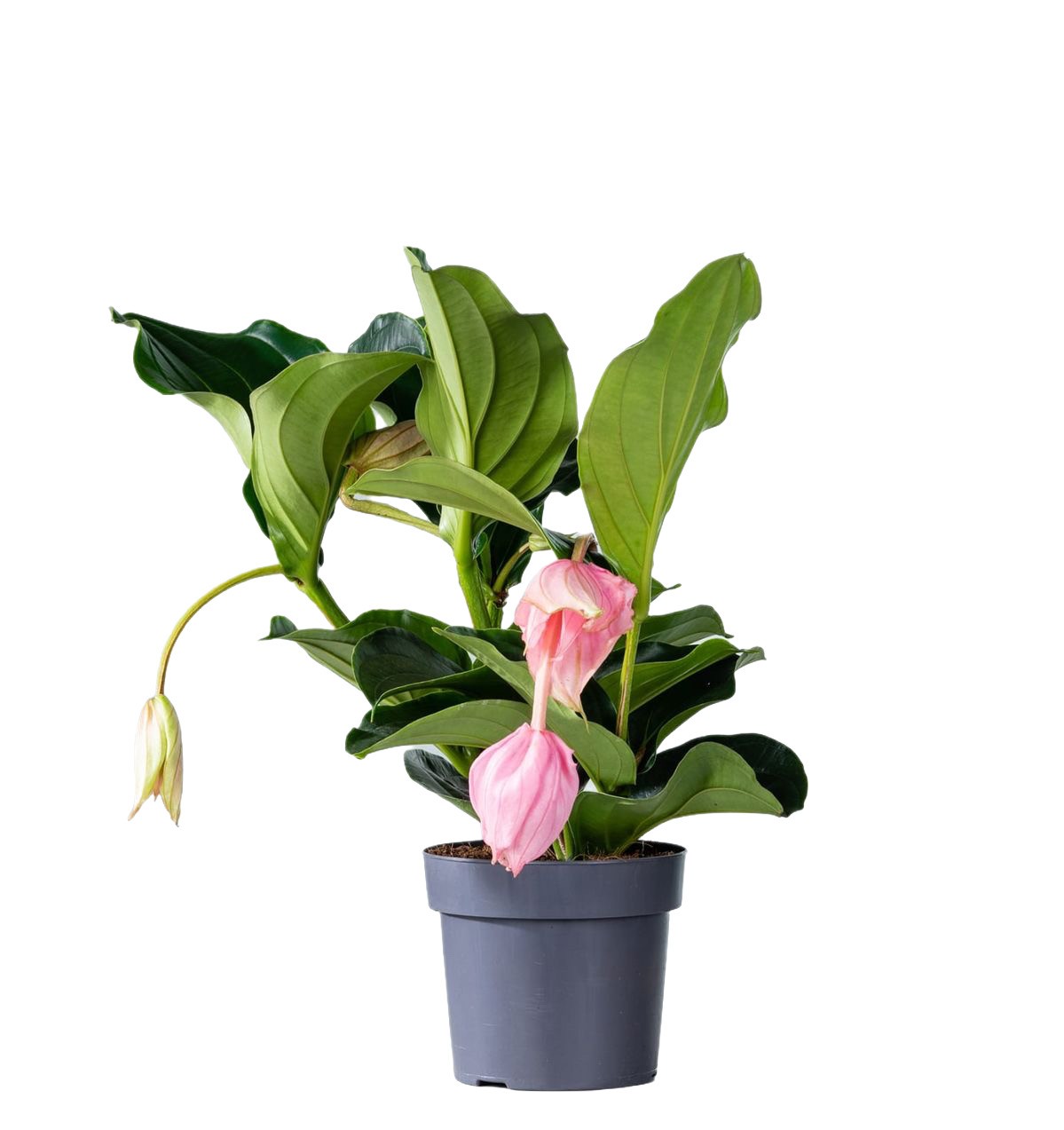 Medinilla çiçeği