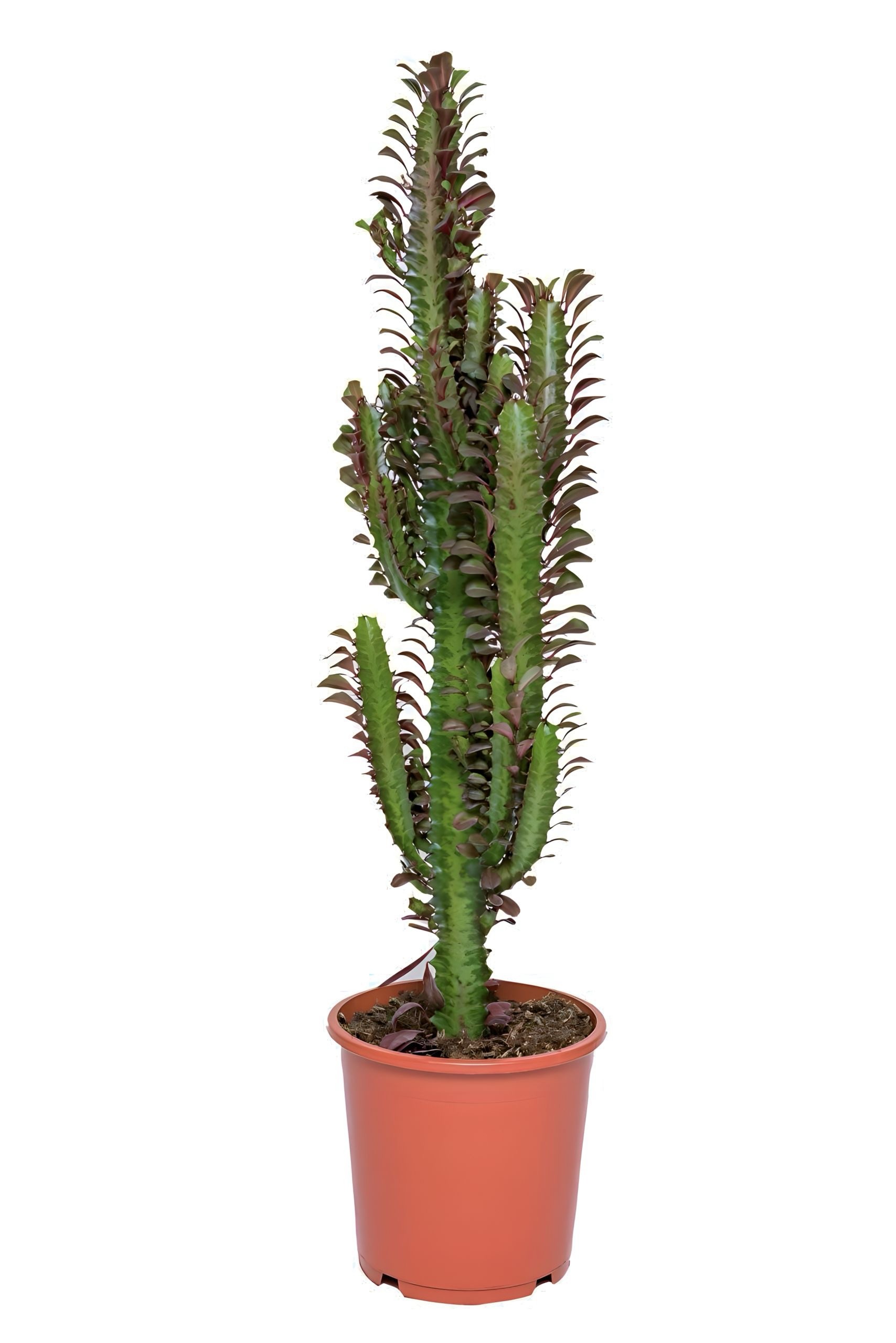 Euphorbia Trigona Kaktüs