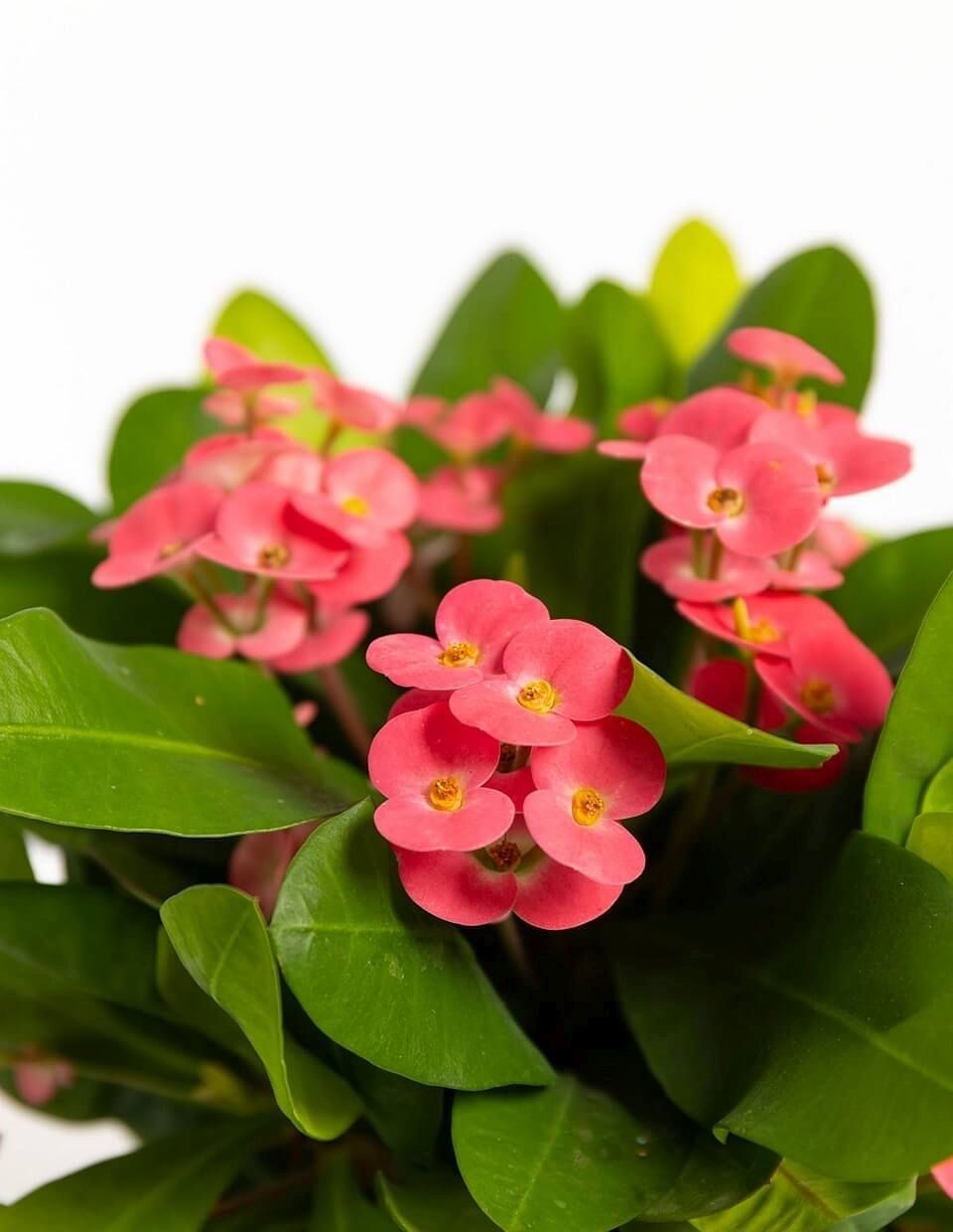 Euphorbia Milii (Dikenlerin Tacı XXL)