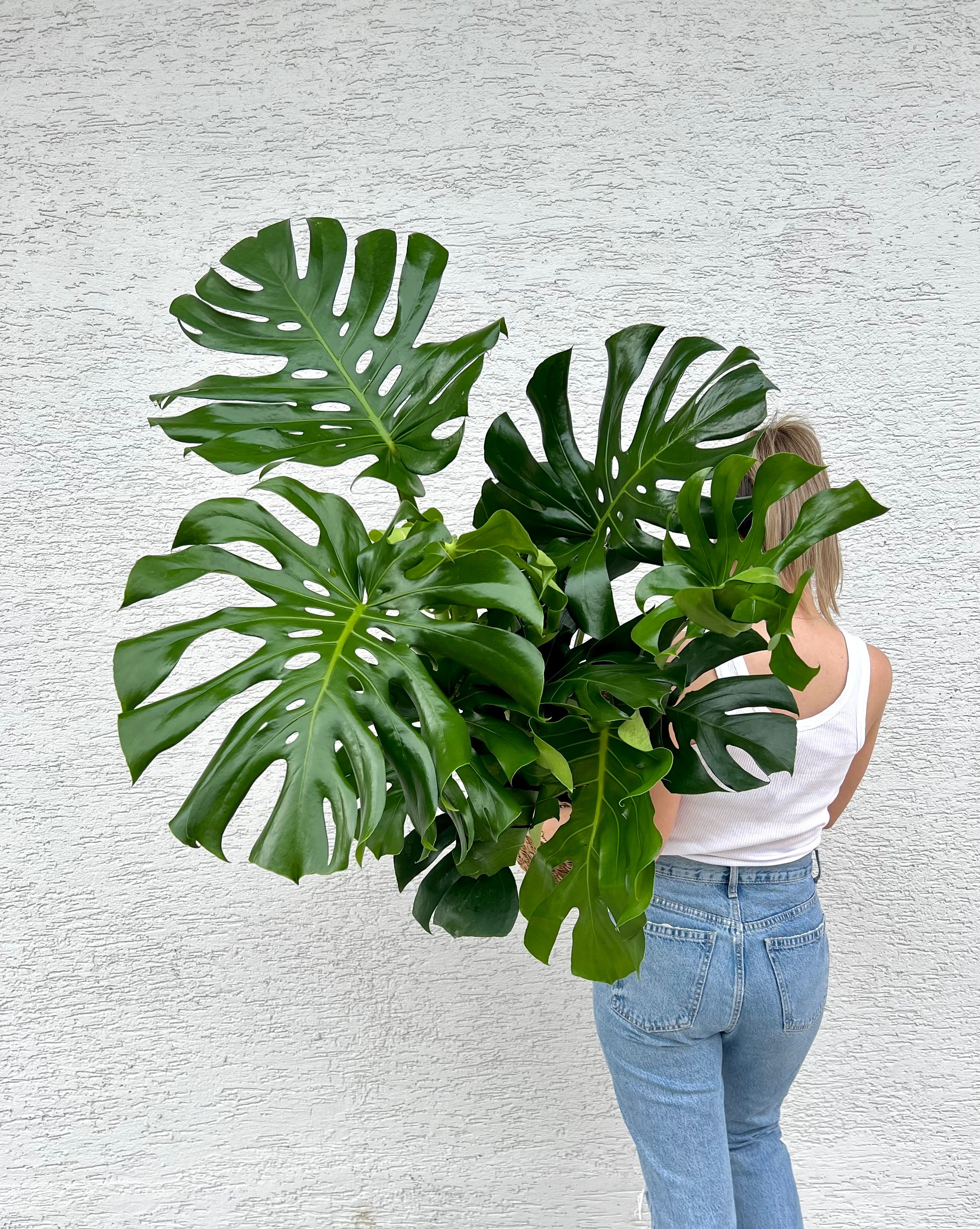 Monstera Deliciosa ( Deve tabanı ) XXL