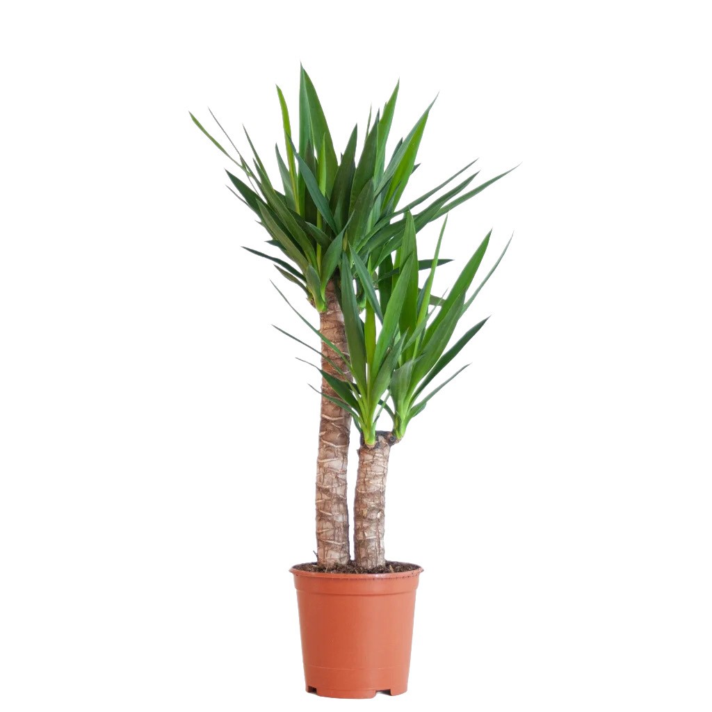 Yucca çift dal 140-150 cm