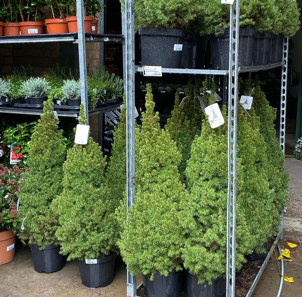 Çam Ağacı Picea Glauca  90 cm