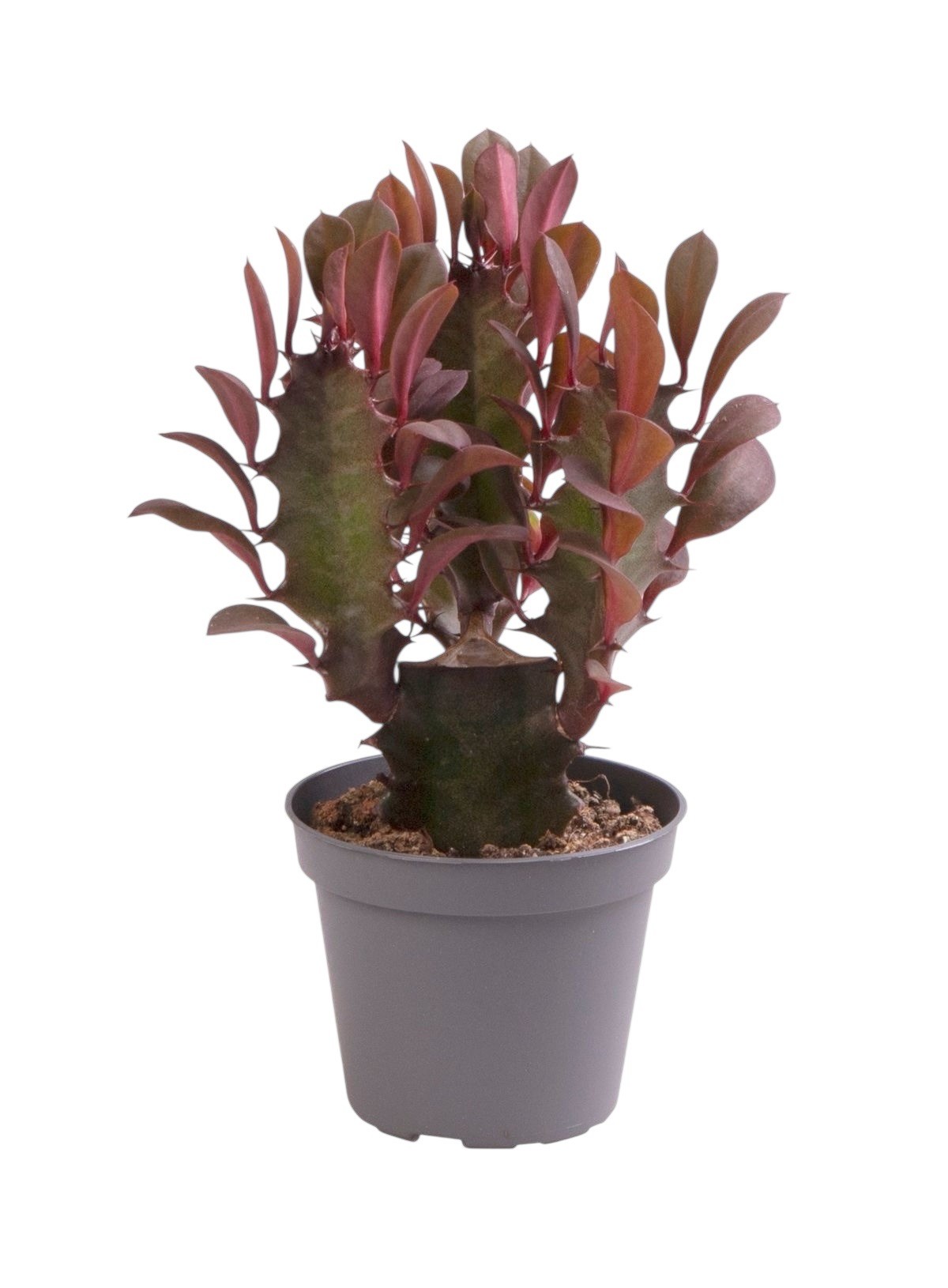 Euphorbia Trigona Rubra Kaktüs