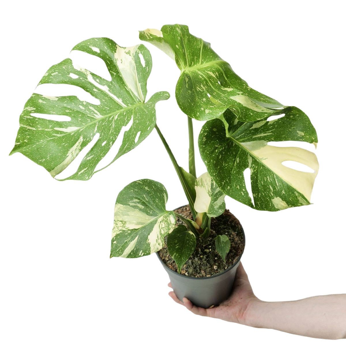 Variegated Monstera