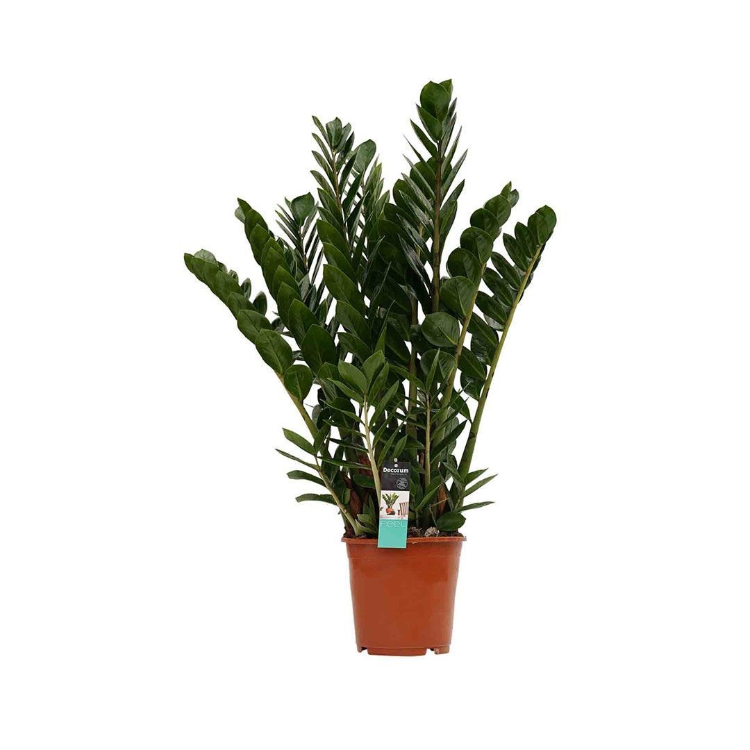 Zamia dolgun form90-100 cm