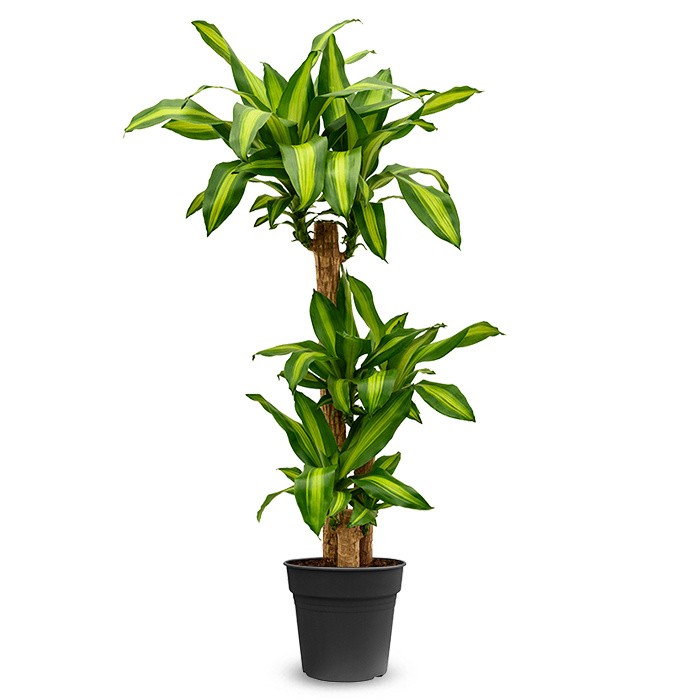 Dracaena Massangeana 3 gövdeli 150cm