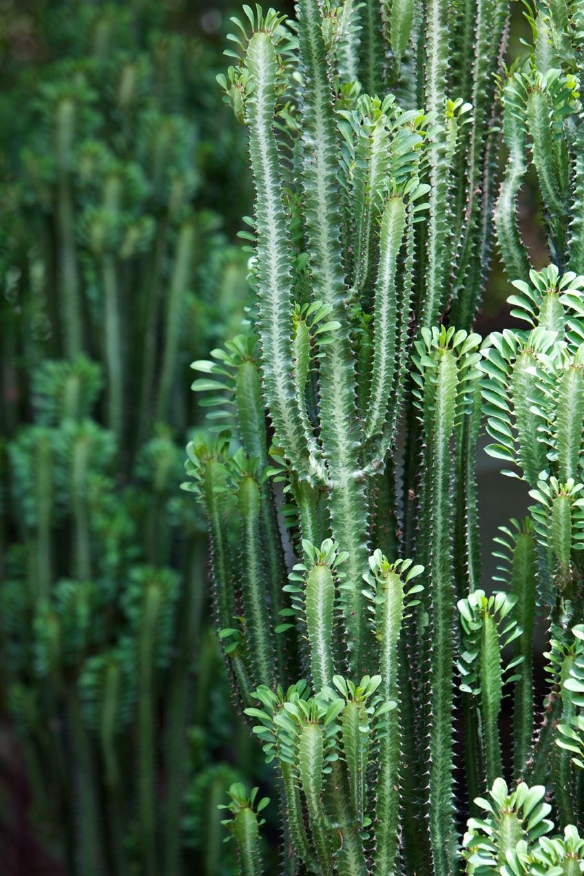 Euphorbia Trigona Kaktüs