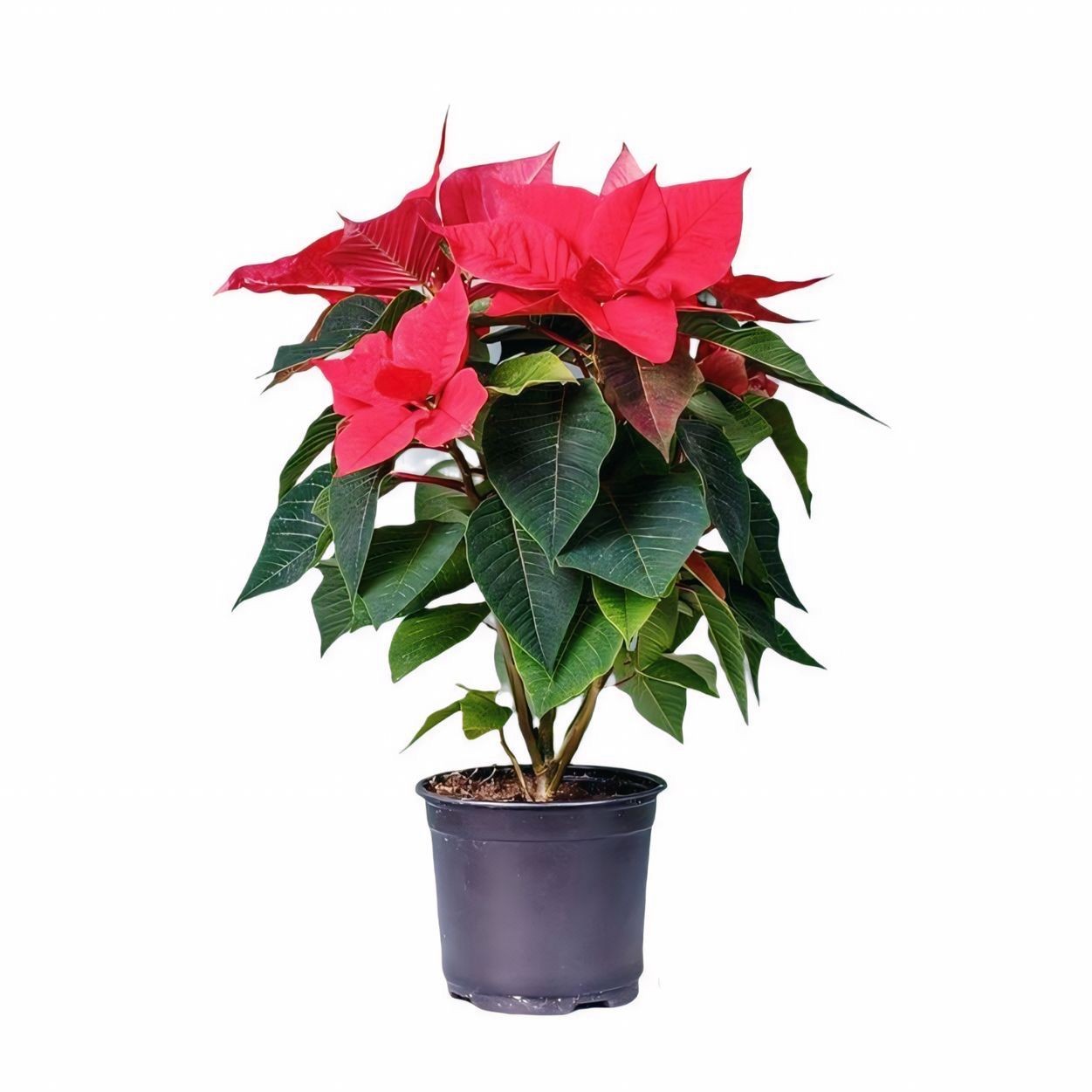 Poinsettia 50-60 cm