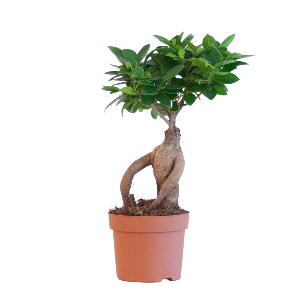 Bonsai ( Masa üstü )