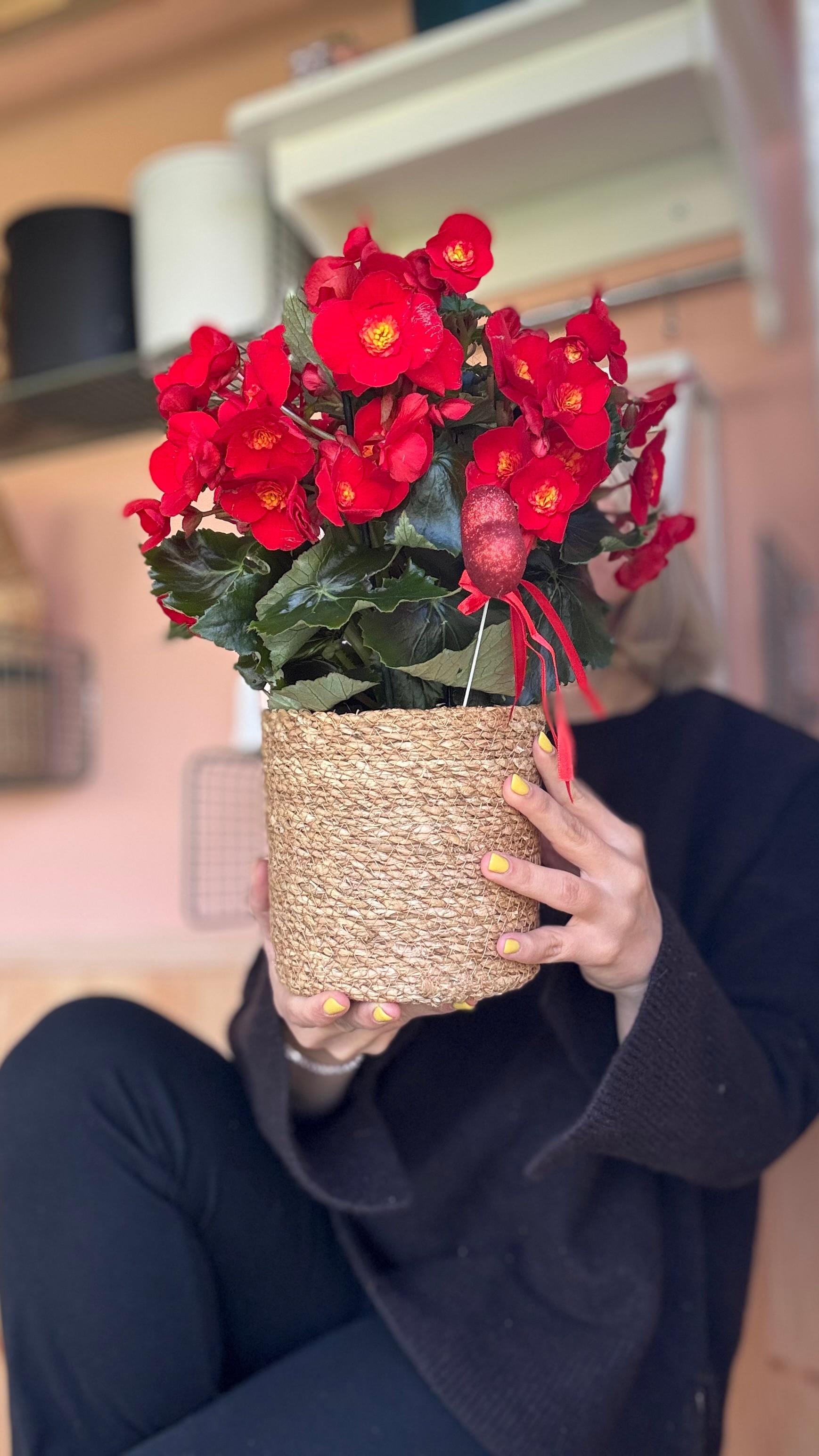 Begonia eliator 