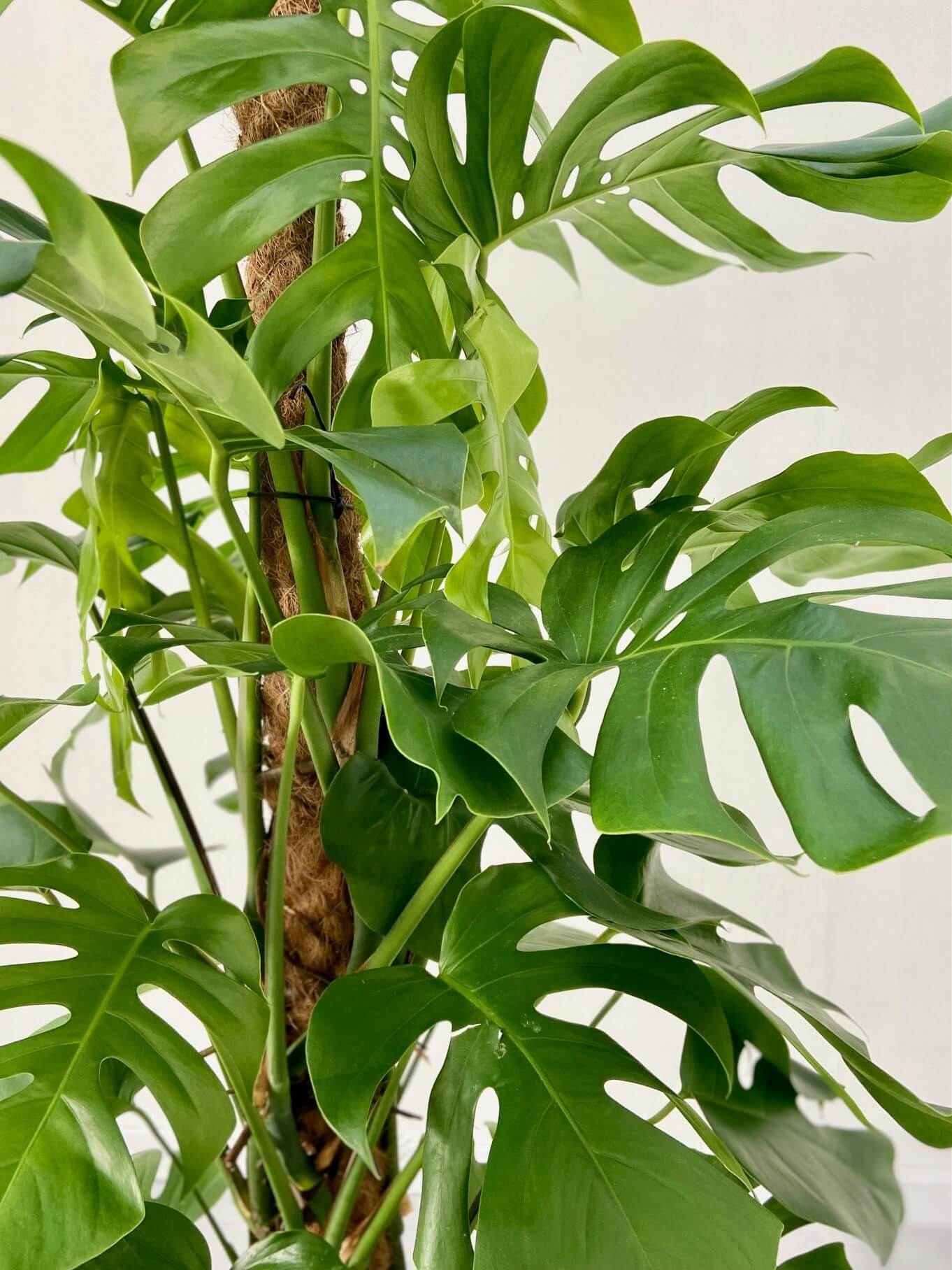 Monstera Delicosia Yosun Çubuklu Deve tabanı 140-150 cm