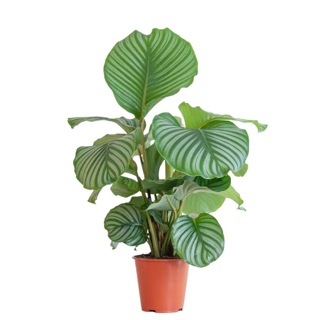 Calathea Orbifolia