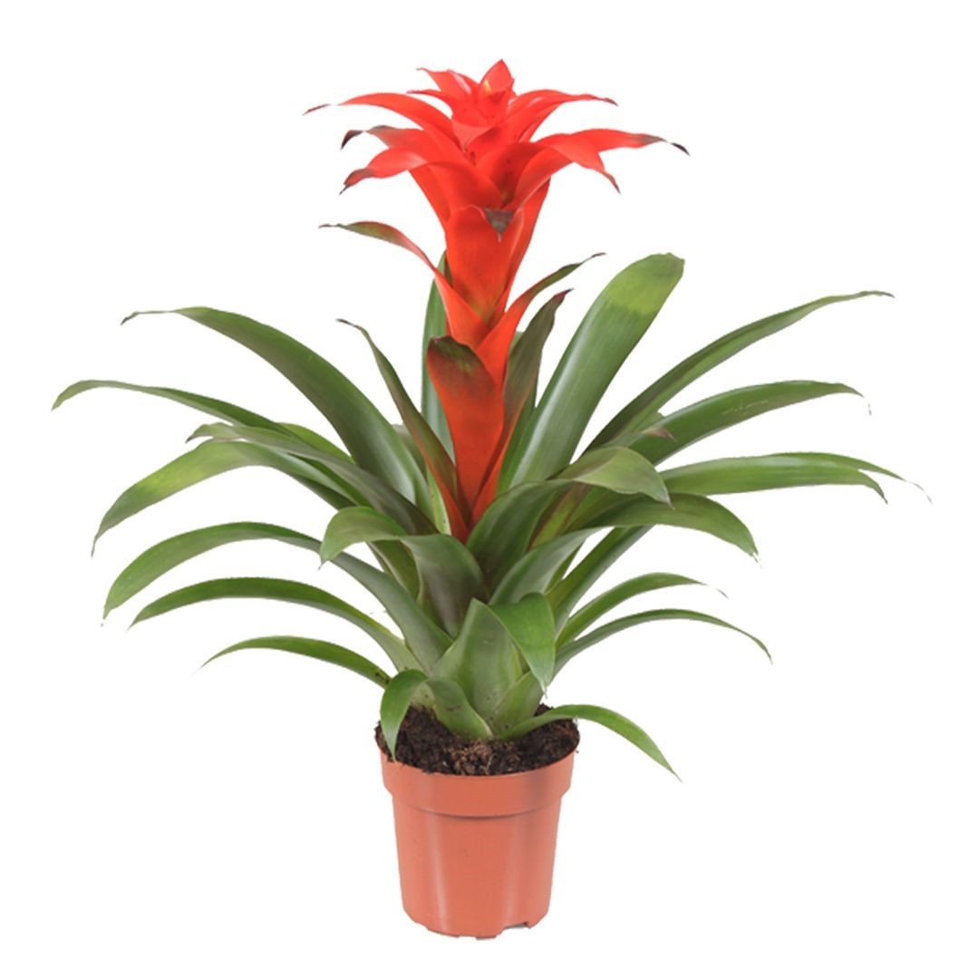 Guzmania Lingulata 60 cm