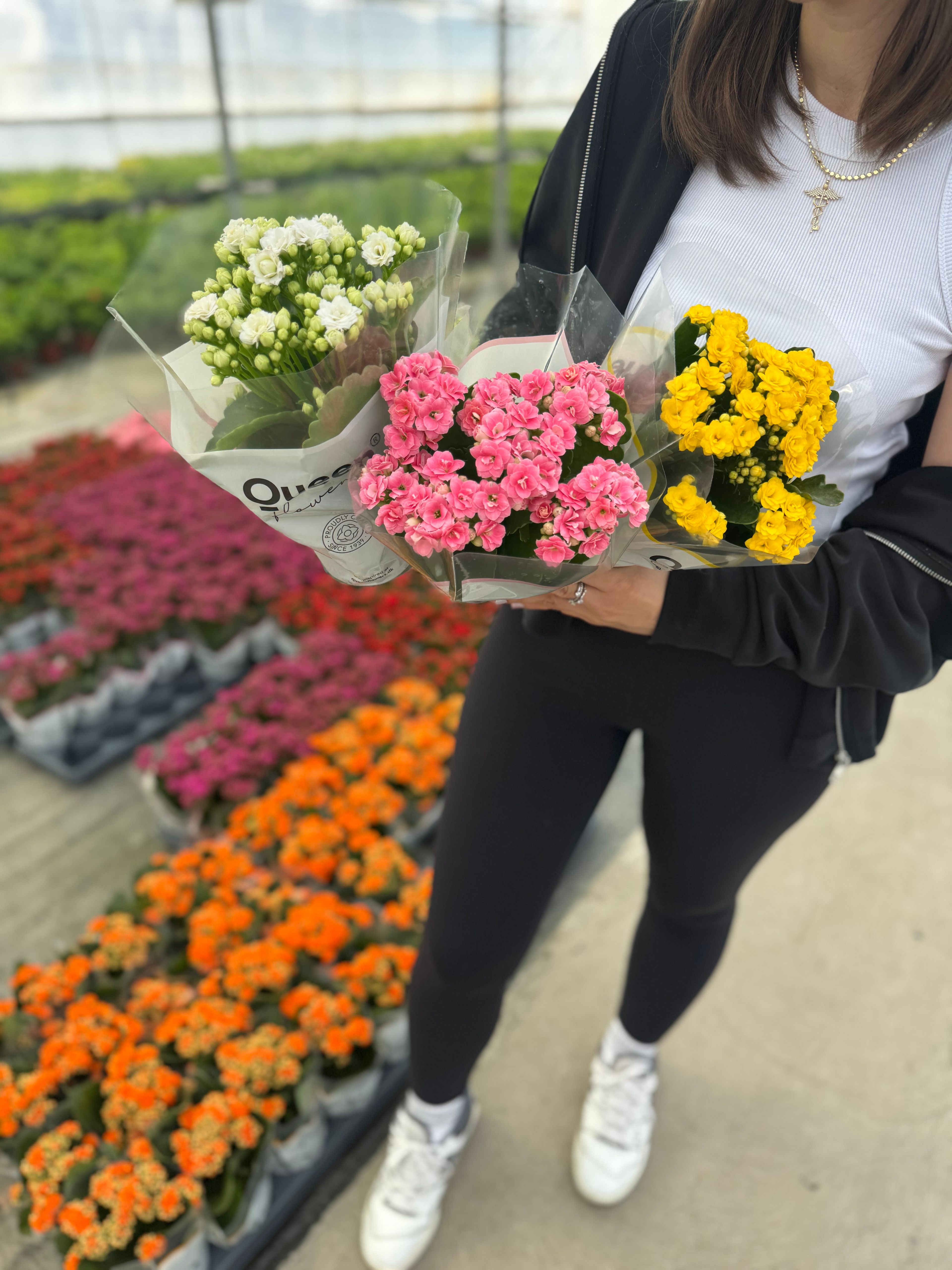 Kalanchoe 4 lü Set