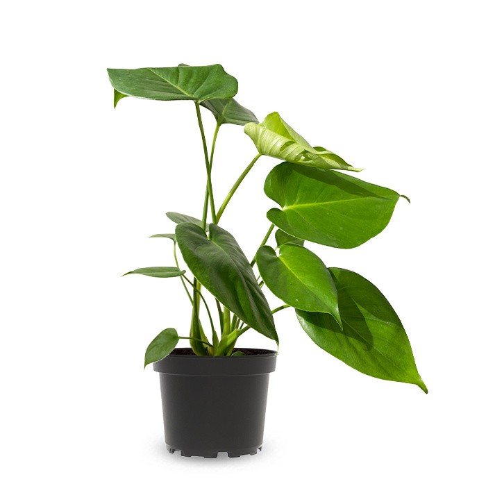 Monstera Hediye