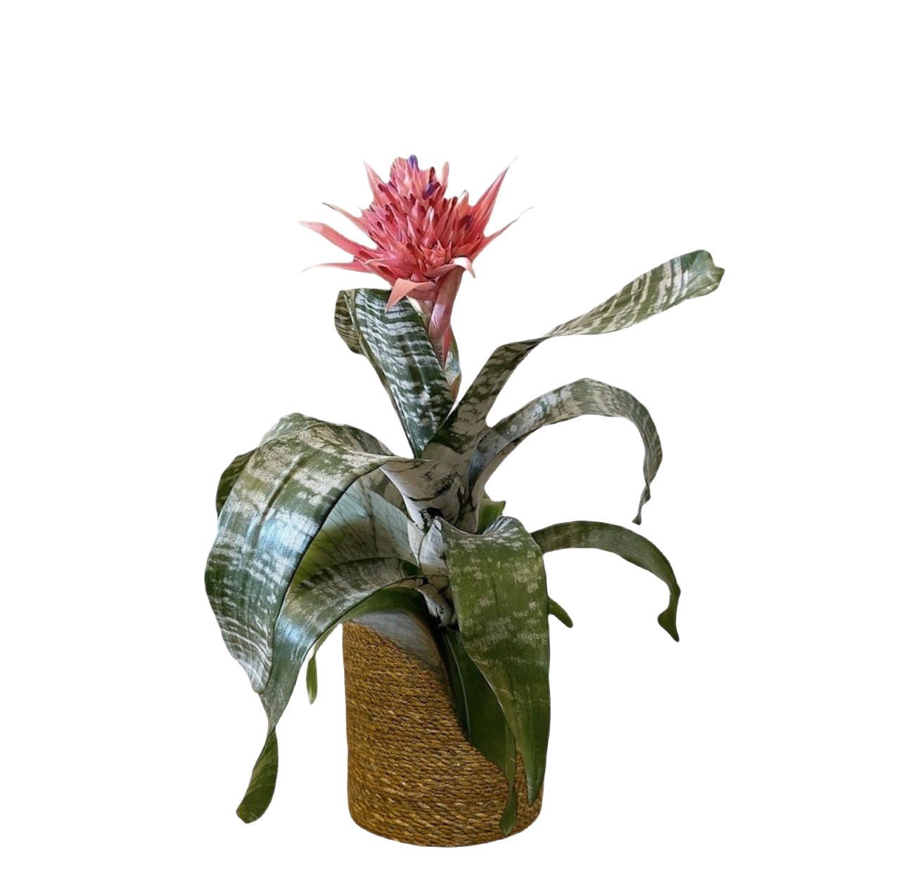 Aechmea Fasciata-Kupa Çiçeği