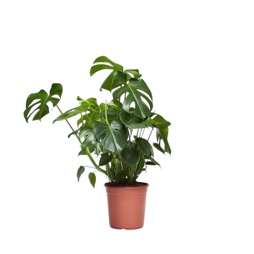 Monstera Deliciosa  XXL