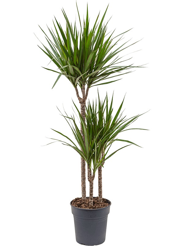 Dracaena Marginata 3 lü 120-130 cm