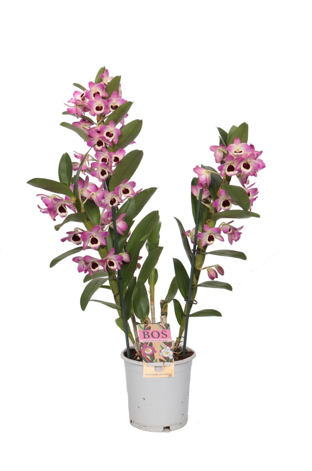 Dendrobium Orkide Pembe