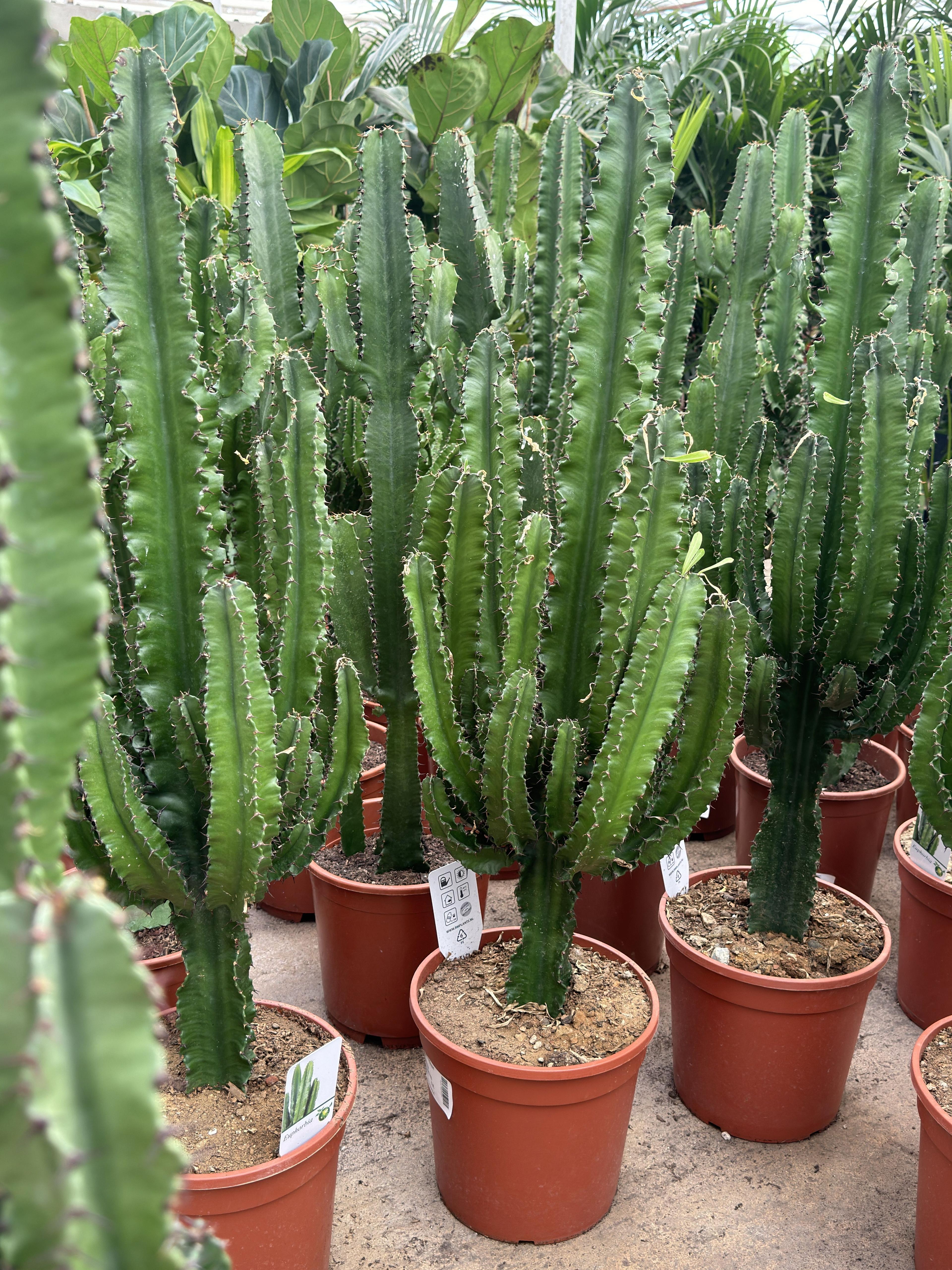 Euphorbia ingens Kaktüs 100 cm