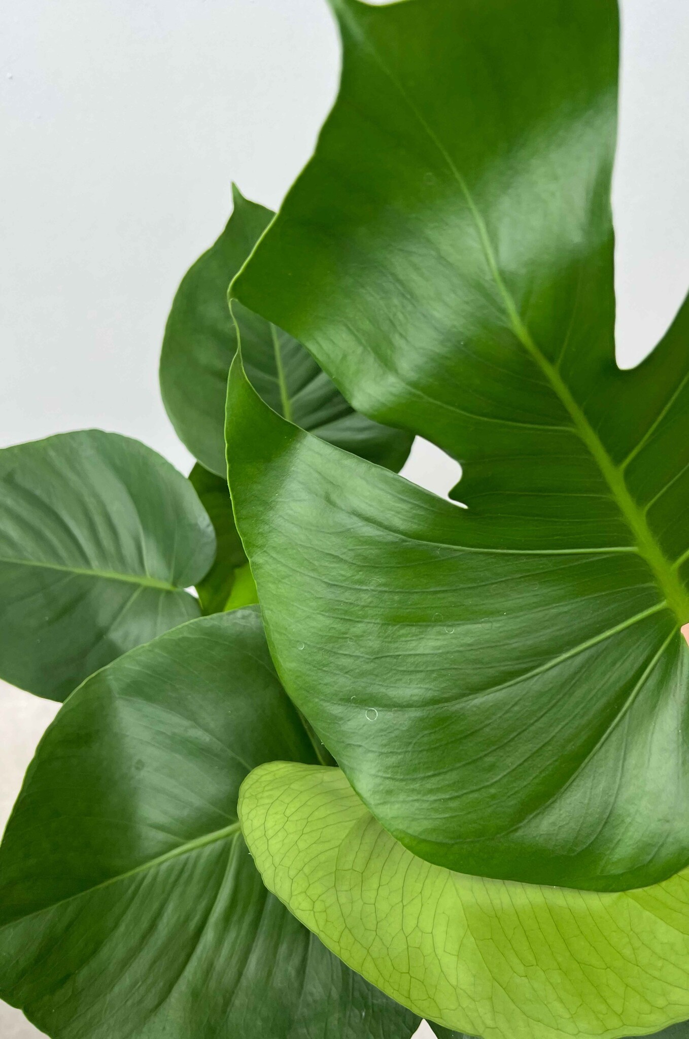 Monstera Hediye