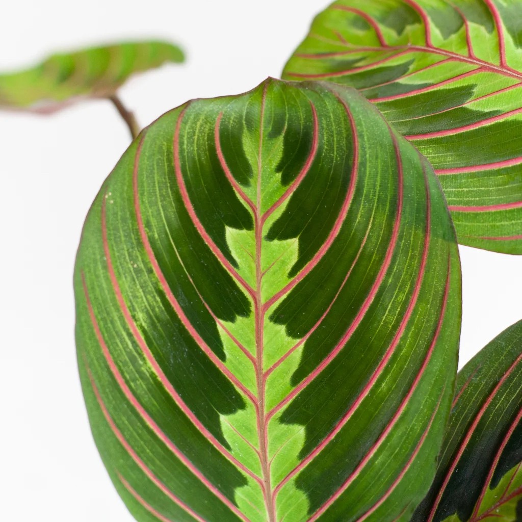 Calathea Maranta