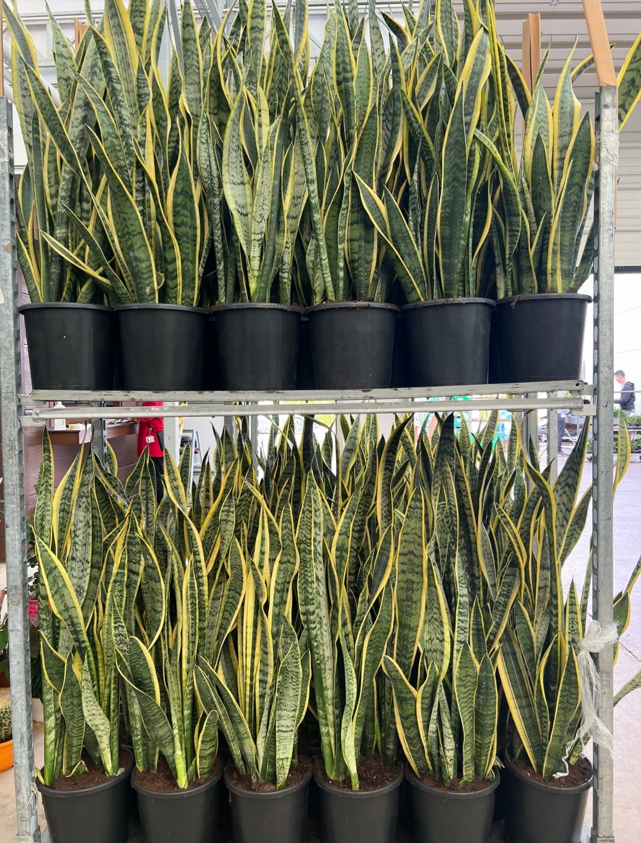 Kılıç , Sansevieria bitkisi 100 cm ekstra dolgun form