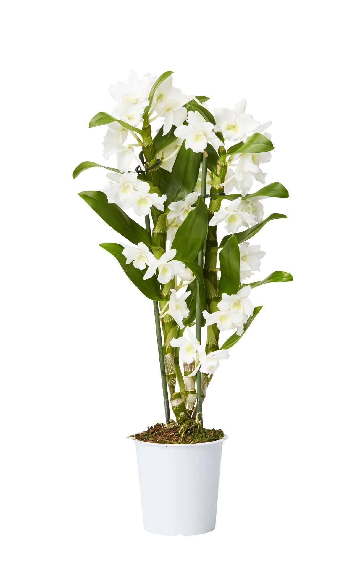 Dendrobium Orkide Beyaz