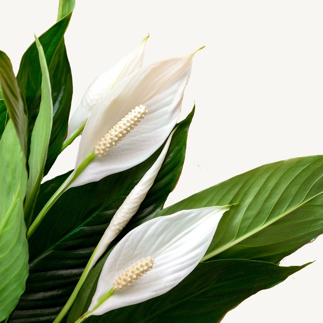 Spathiphyllum Barış çiçeği