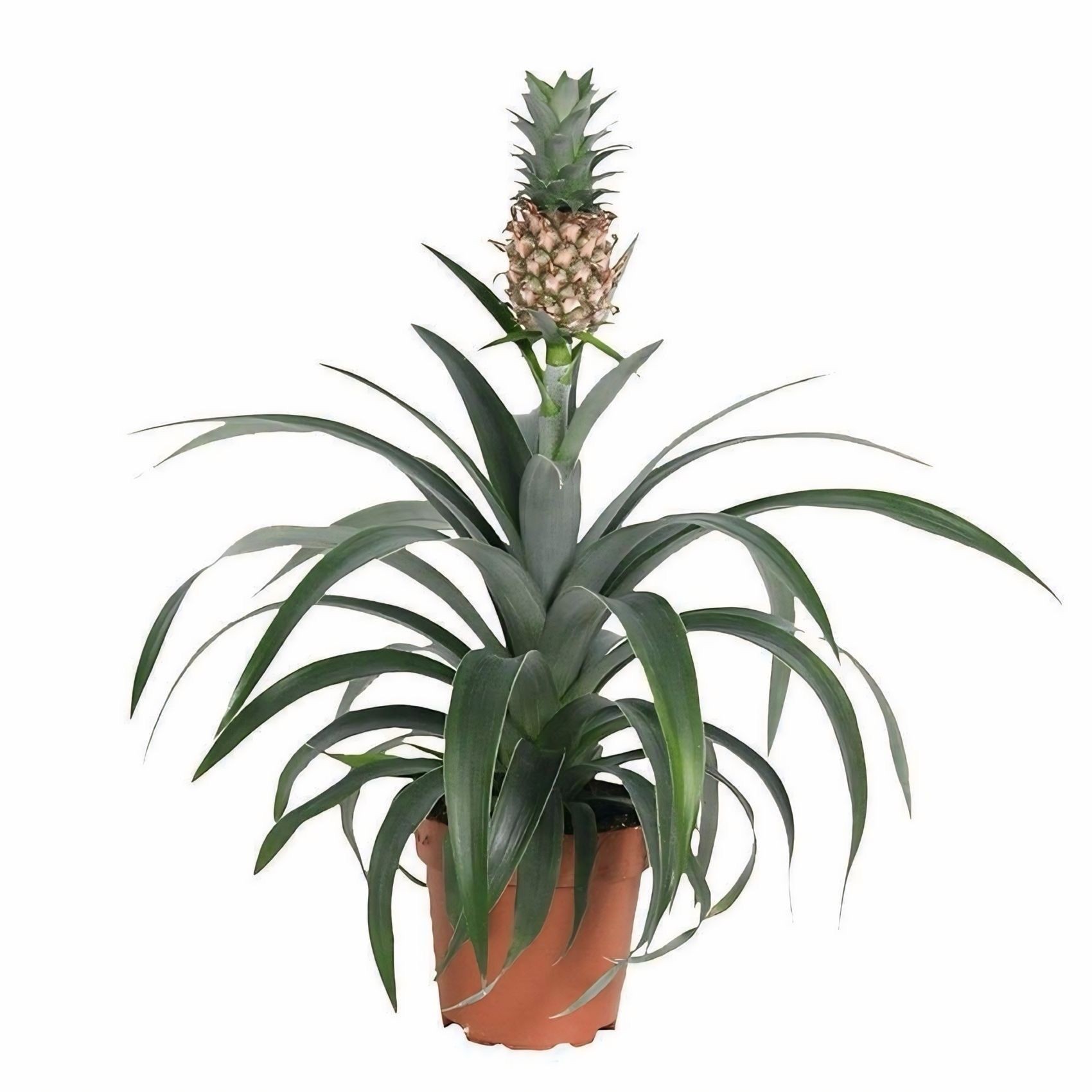 Ananas Plant (Ananas)