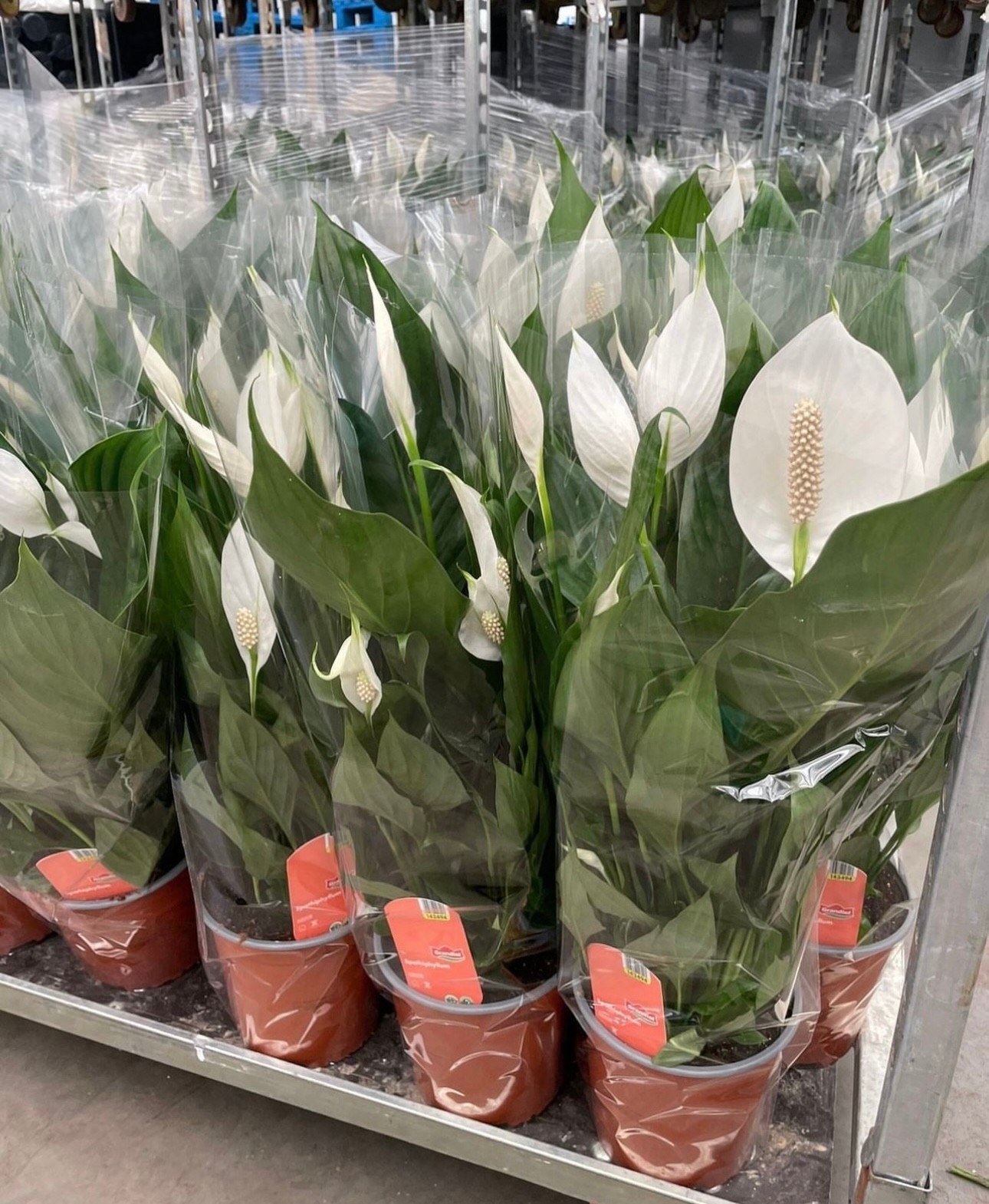 Spathiphyllum Barış çiçeği