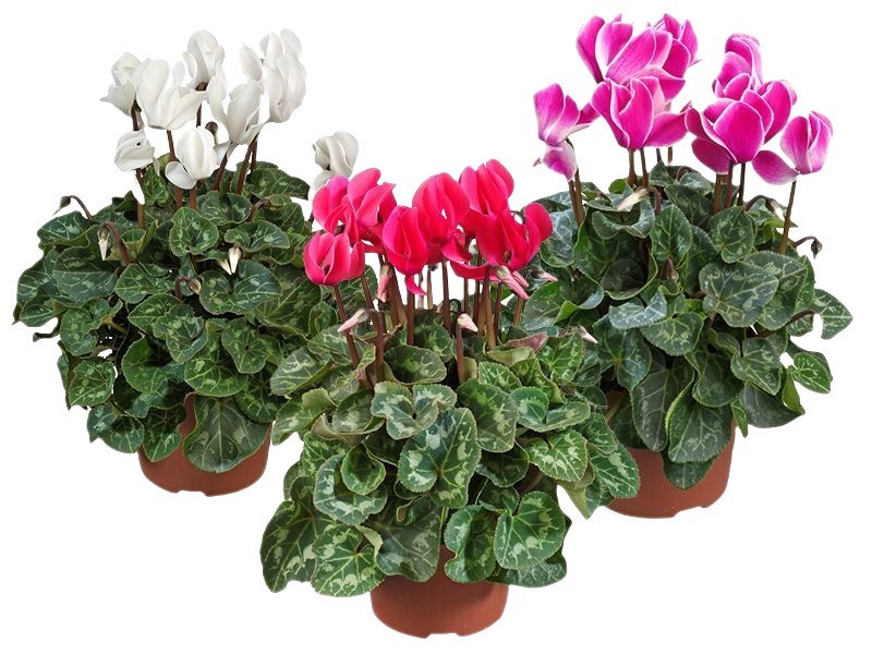 Cyclamen çiçeği ( Sıklamen ) 3 lü set 