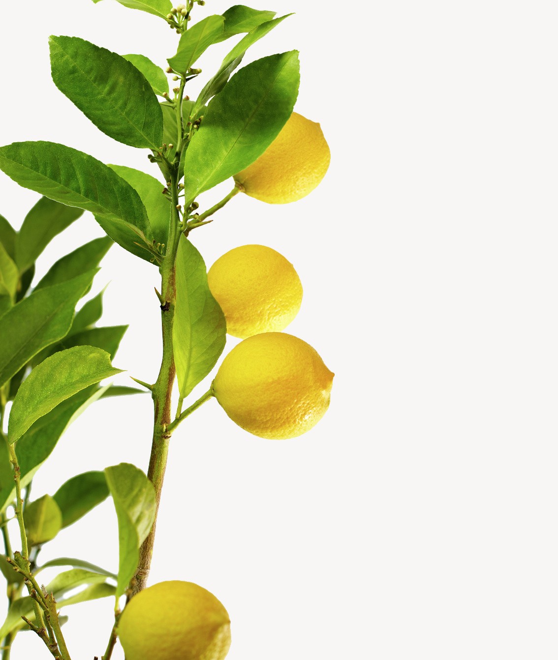 Limon ağacı dolgun form yediveren 60 cm