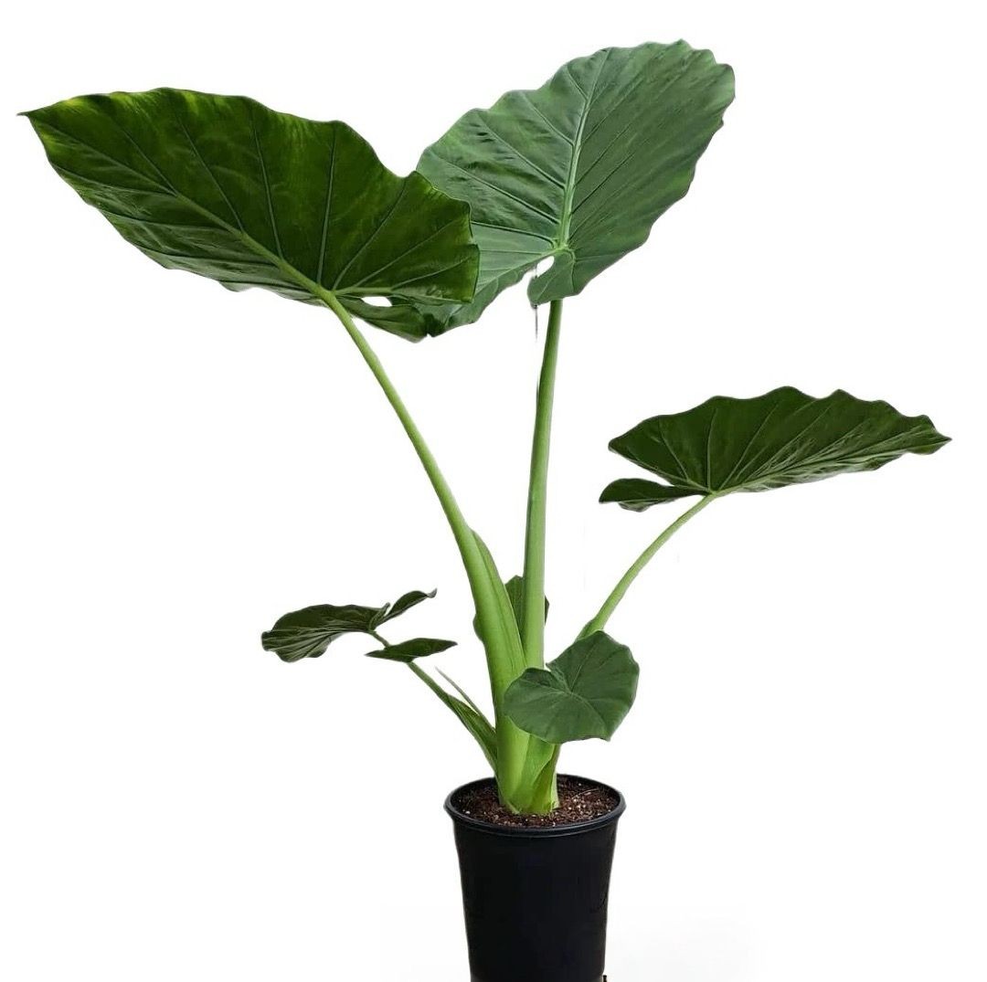 Alocasia Macrorrhizos 