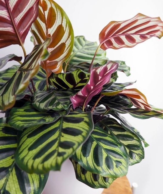 Calathea Makoyana