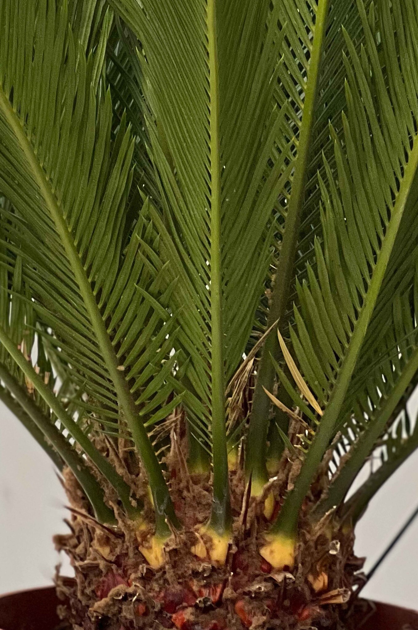 Cycas revoluta