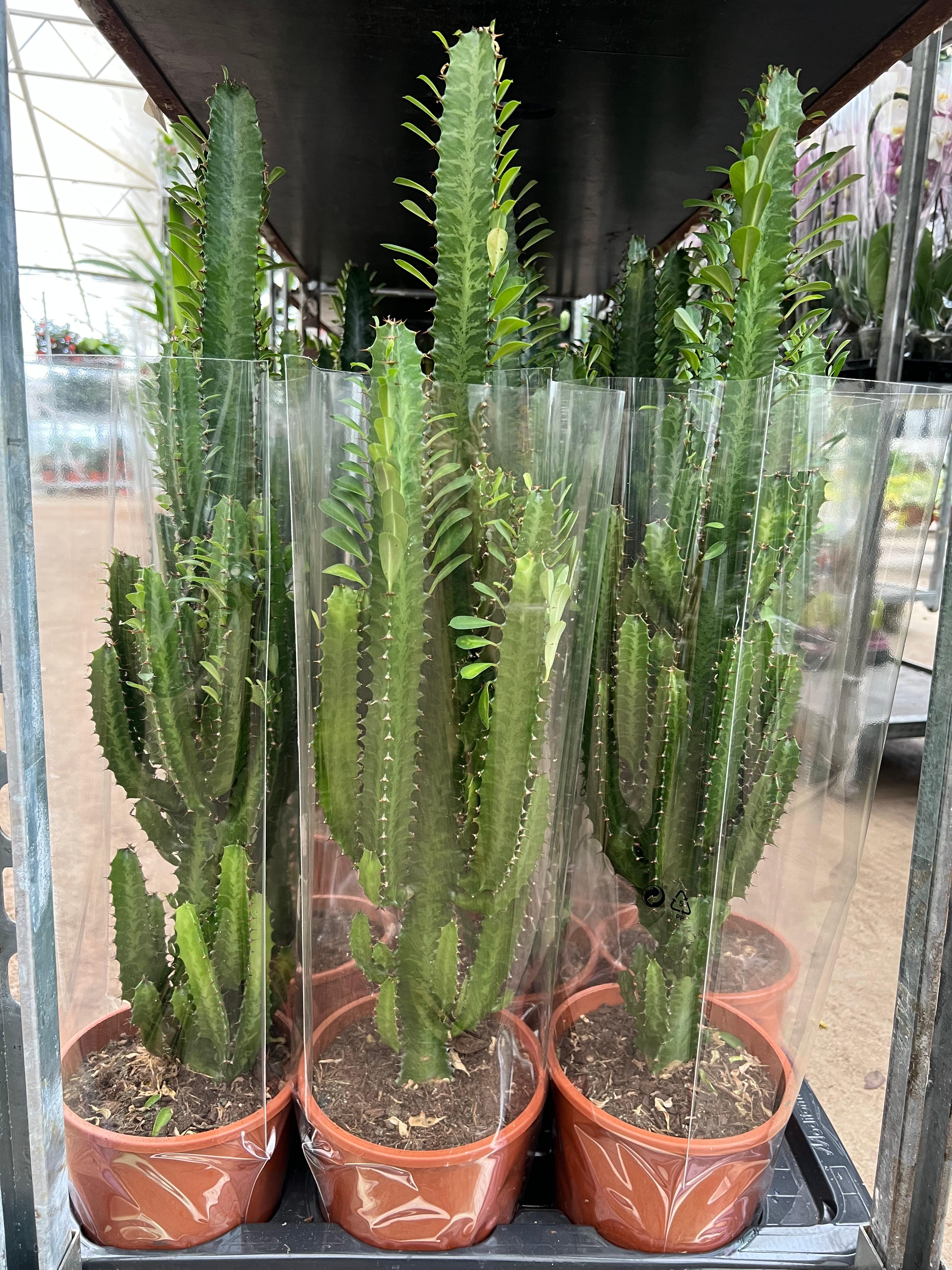 Euphorbia Trigona Kaktüs