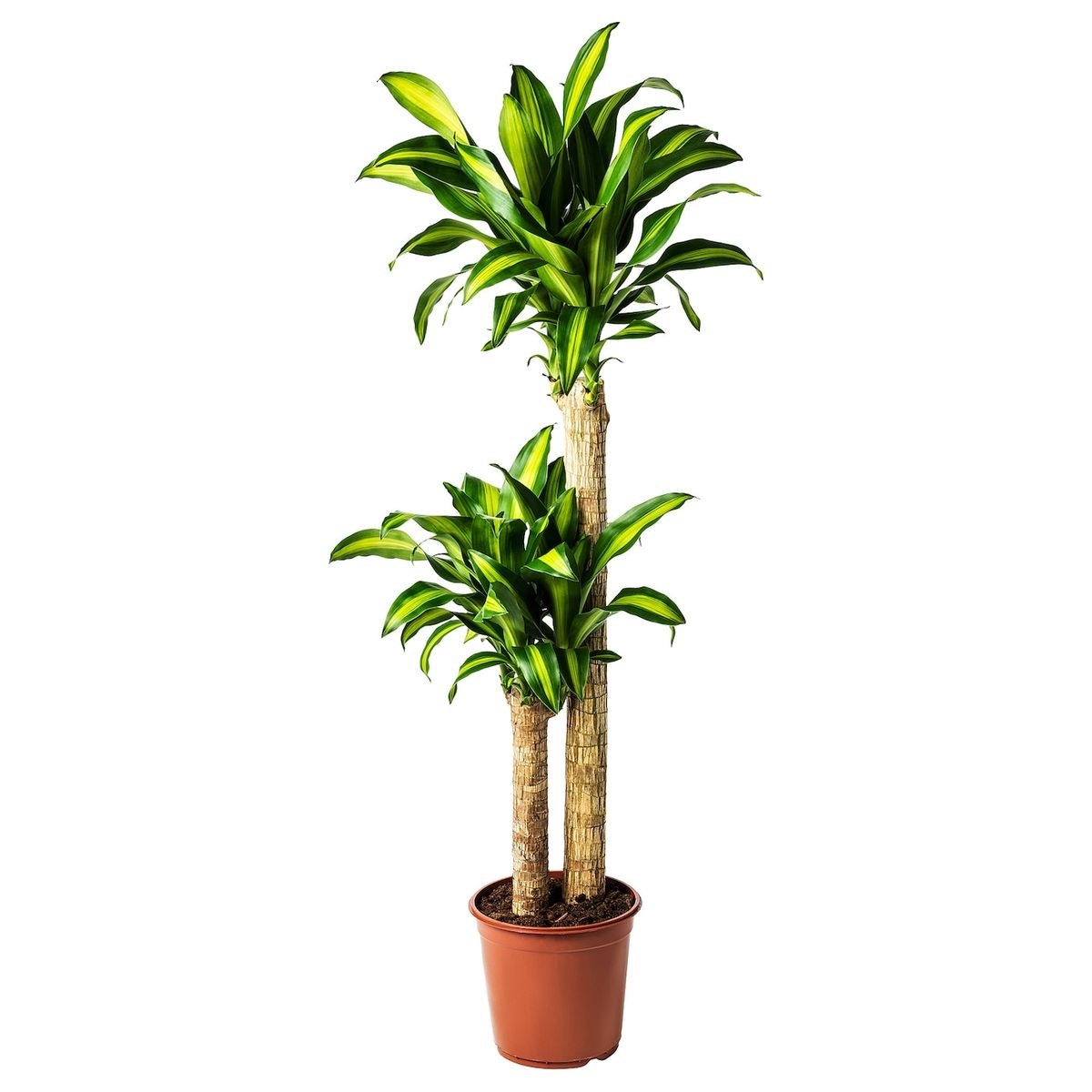 Dracaena Massangeana çift kök 130/150 cm