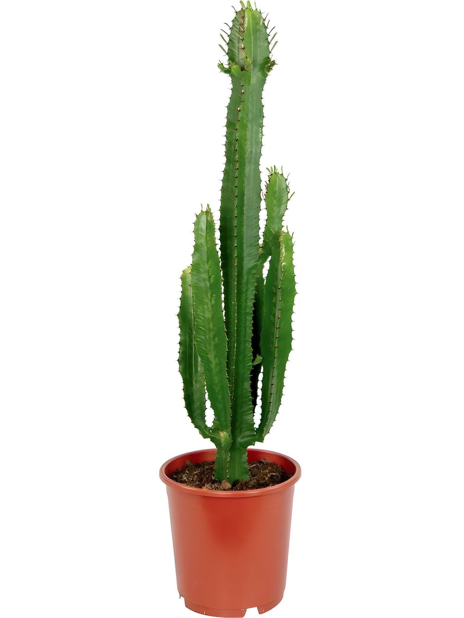 Euphorbia Acrurensis Kaktüs 90-110 cm