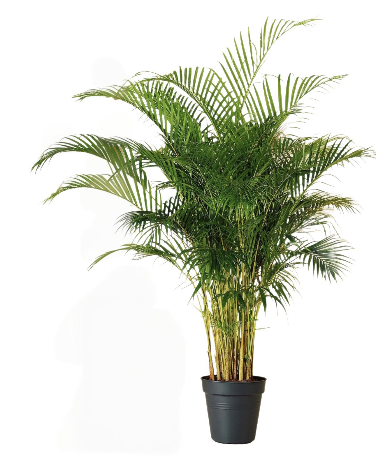 Areka palmiyesi 150-170 cm sık köklü ithal