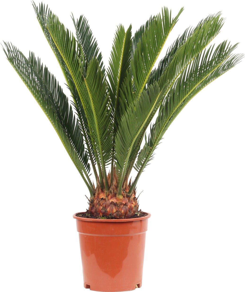 Cycas revoluta