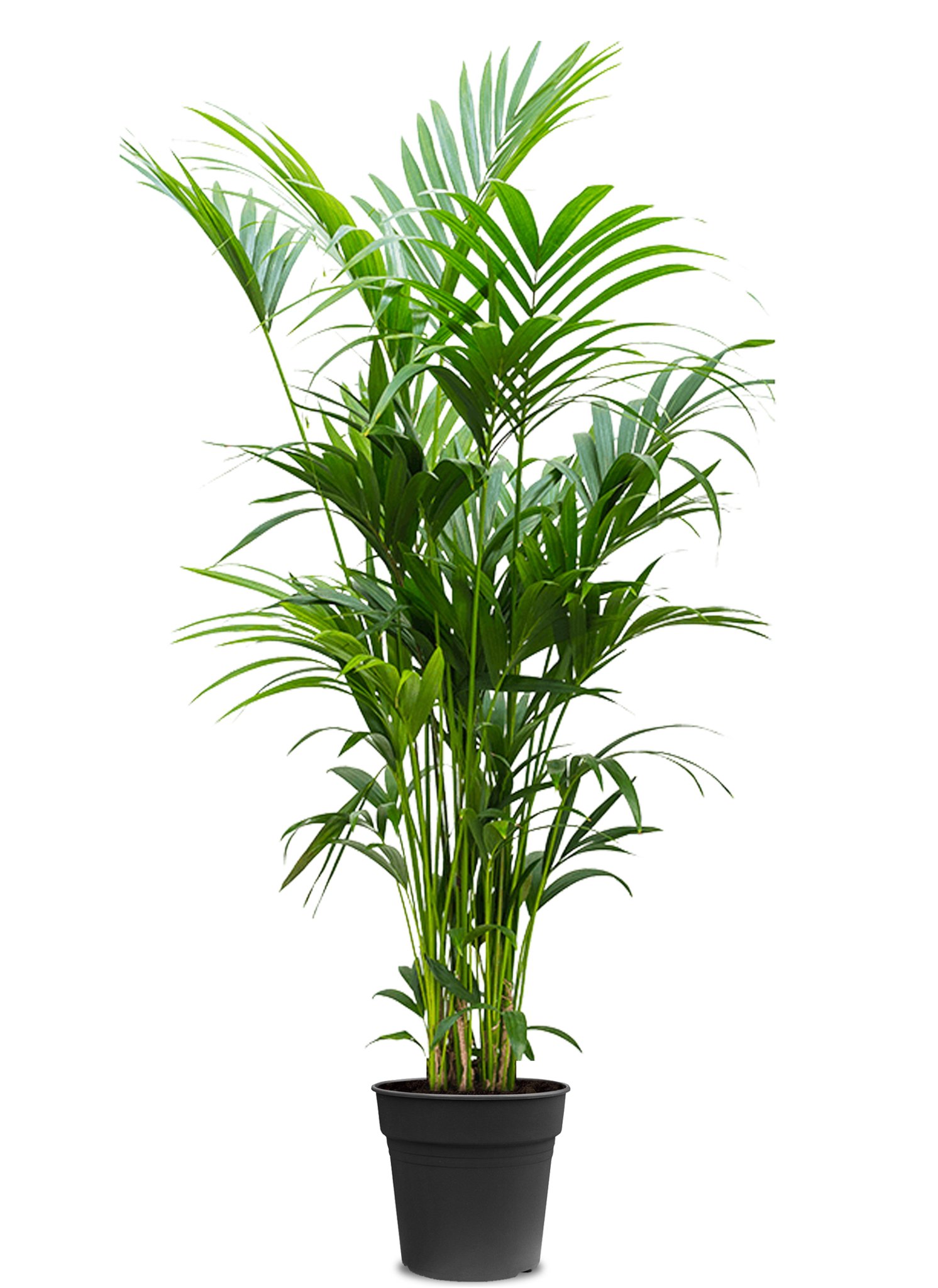 Kentia Palmiyesi 170-180 cm