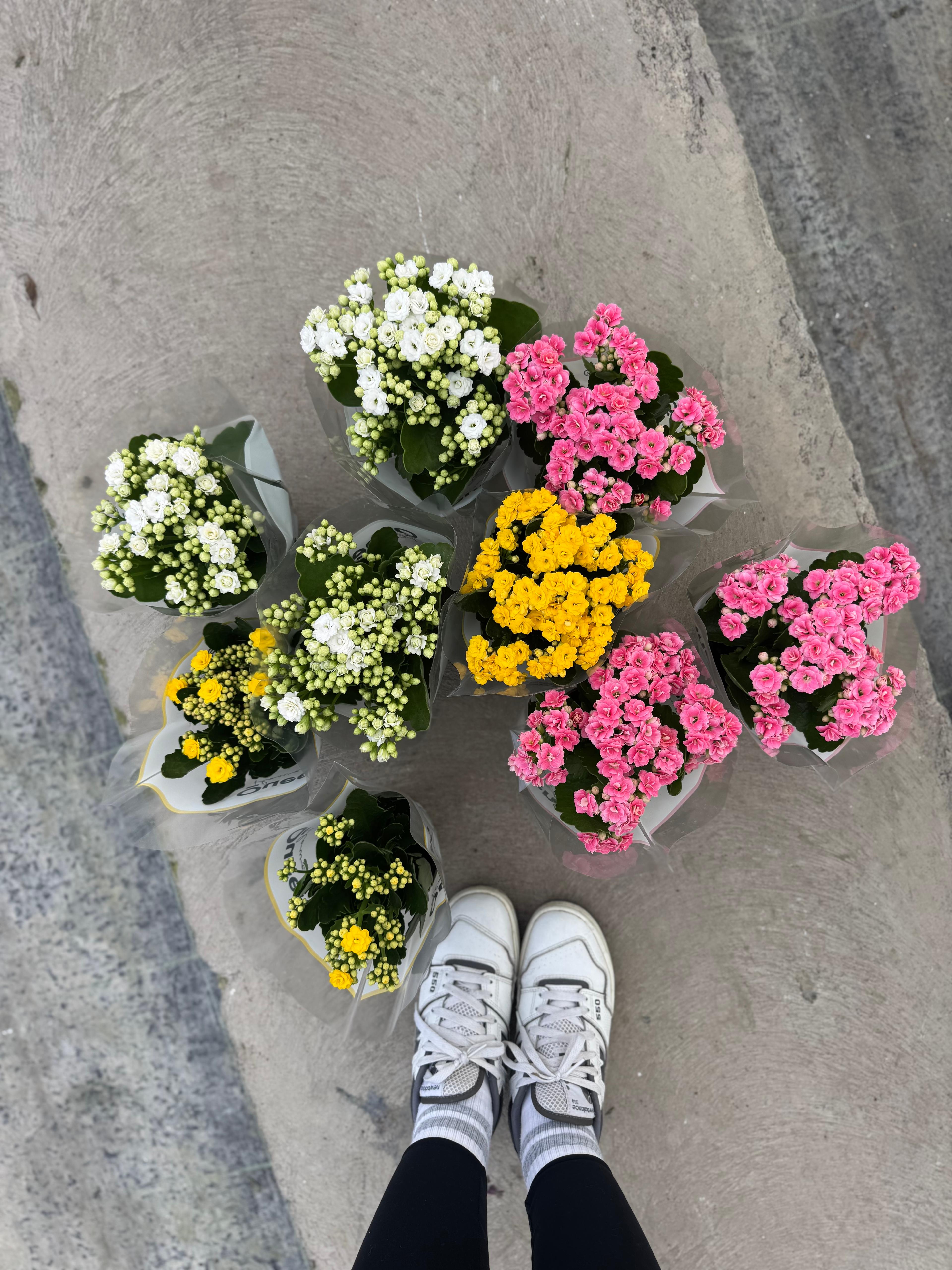 Kalanchoe 4 lü Set