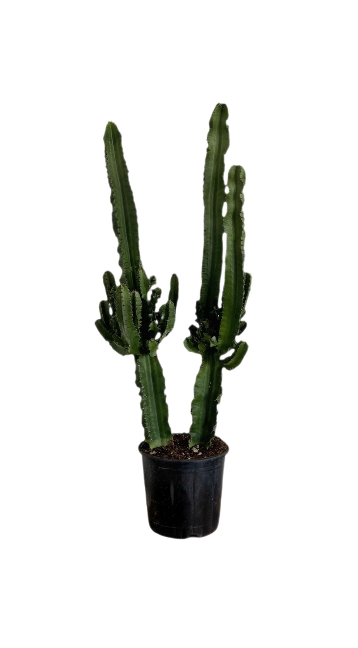 Euphorbia İngens Kaktüs 90-110 cm